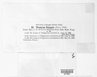 Uromyces polygoni-avicularis image